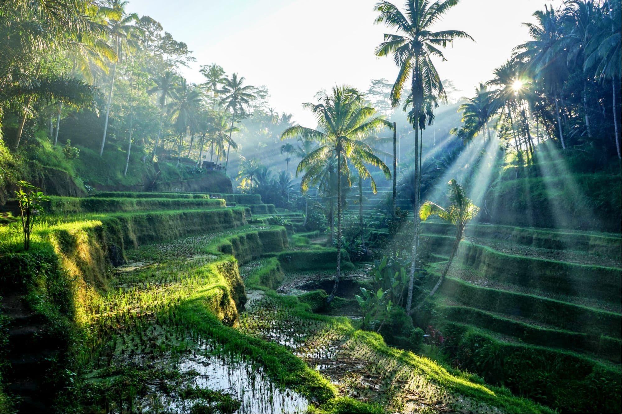 Investeren in wellness-vastgoed in Ubud